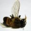 Uso de celulares mata abelhas?